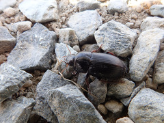 Harpalus tardus