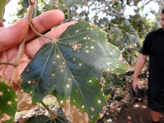 Brachychiton chillagoensis