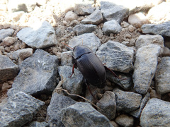 Harpalus tardus