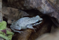 Litoria rubella