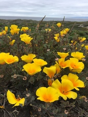 Eschscholzia californica maritima