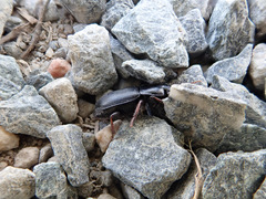 Harpalus tardus