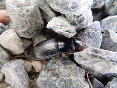 Harpalus tardus