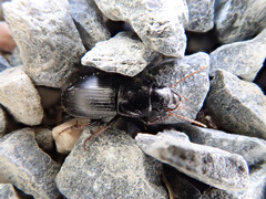 Harpalus tardus