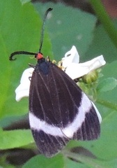 Pidorus atratus
