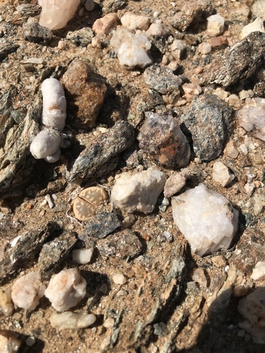 Lithops framesii L. Bolus 2