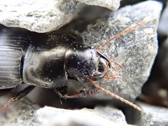 Harpalus tardus