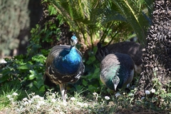 Pavo cristatus