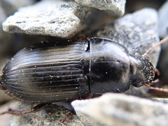 Harpalus tardus