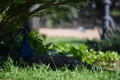 Pavo cristatus