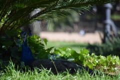 Pavo cristatus
