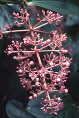 Medinilla speciosa