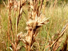 Cymbopogon bombycinus