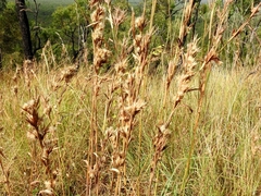 Cymbopogon bombycinus