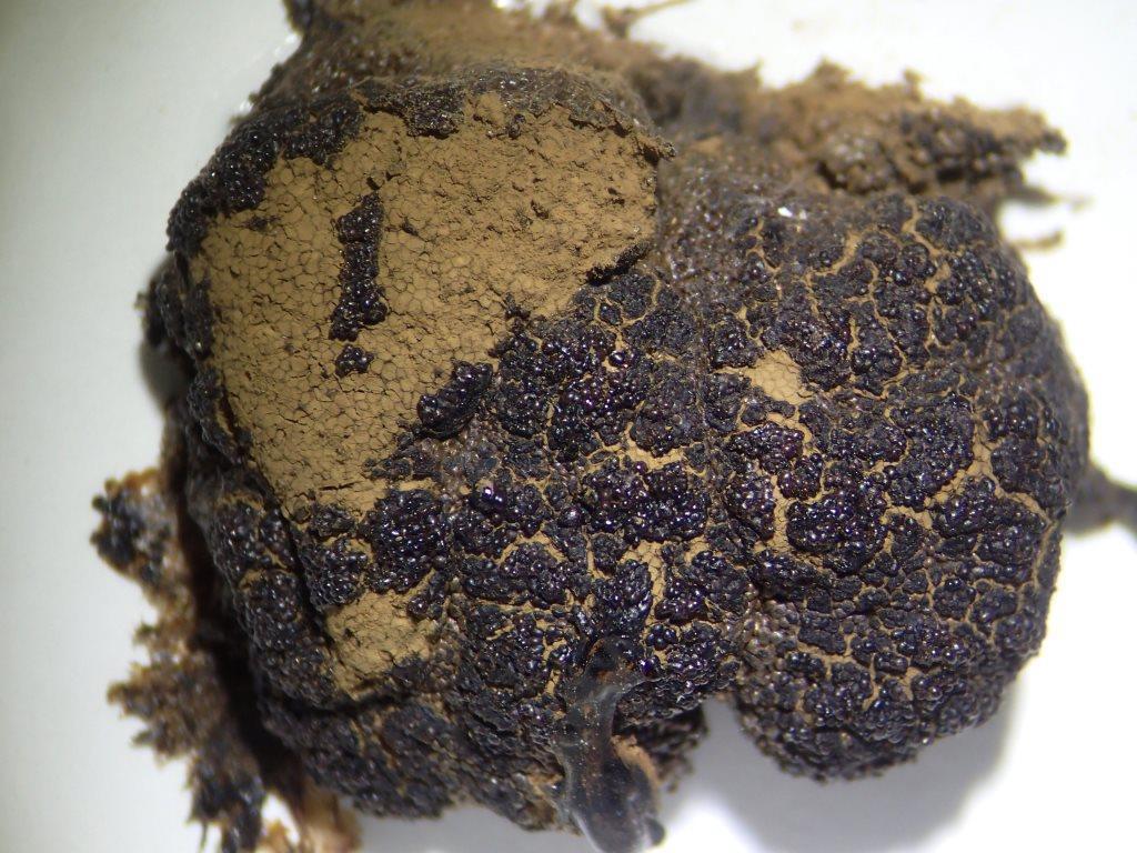 Cribraria tubulina