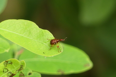 Leptapoderus