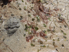 Halophila ovalis