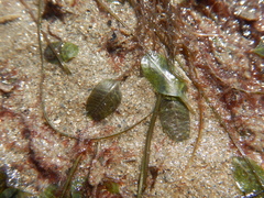 Halophila ovalis