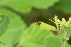 Leptapoderus