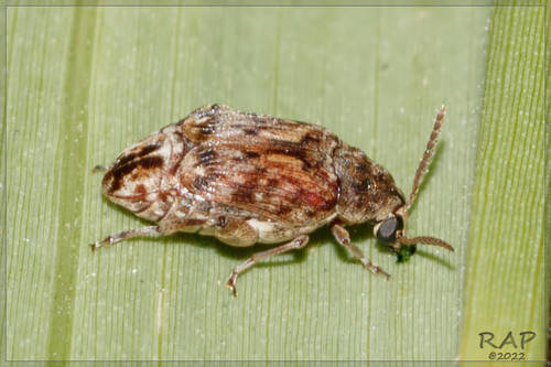 Pseudopachymerina spinipes