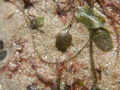 Halophila ovalis