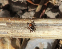 Habronattus forticulus