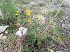 Crepis vesicaria taraxacifolia