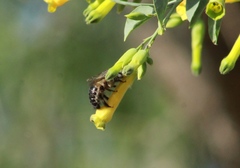 Xylocopa tabaniformis pallidiventris
