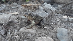Pelobates fuscus