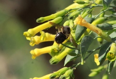 Xylocopa tabaniformis pallidiventris