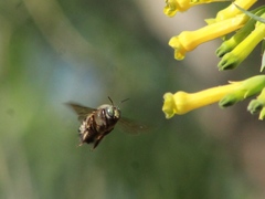 Xylocopa tabaniformis pallidiventris