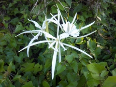 Hymenocallis rotata