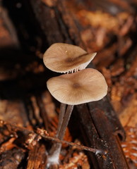 Entoloma readiae