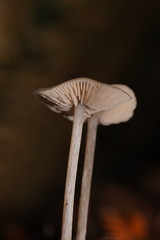 Entoloma readiae