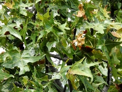 Brachychiton australis