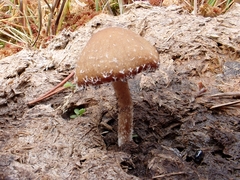 Psathyrella hirta