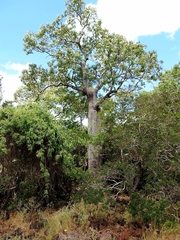 Brachychiton australis
