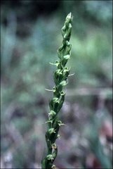 Peristylus