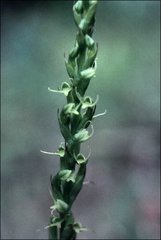 Peristylus