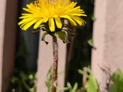 Taraxacum officinale