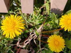 Taraxacum officinale
