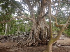 Ficus drupacea