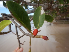 Ficus drupacea