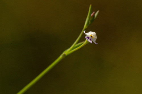 Linderniella gracilis image