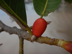 Ficus drupacea
