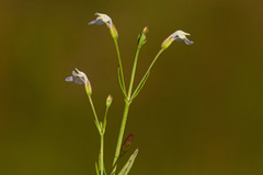 Linderniella gracilis image