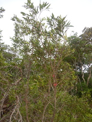 Asteromyrtus brassii