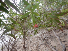 Asteromyrtus brassii