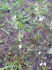 Linaria nigricans