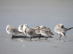 Calidris alba